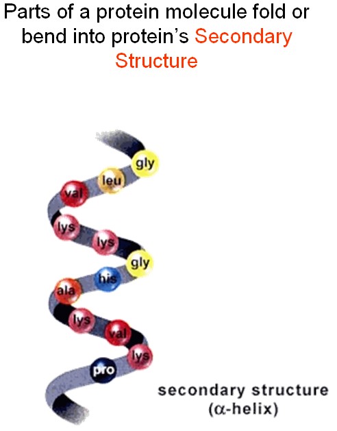 Secondary Structure of a Protein